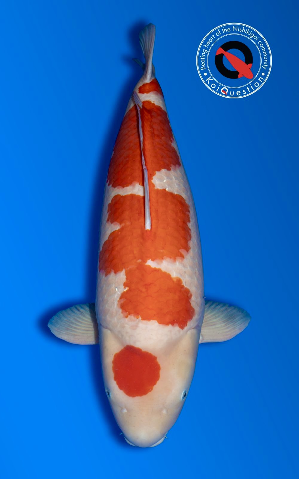 Grand Champion A - Kohaku