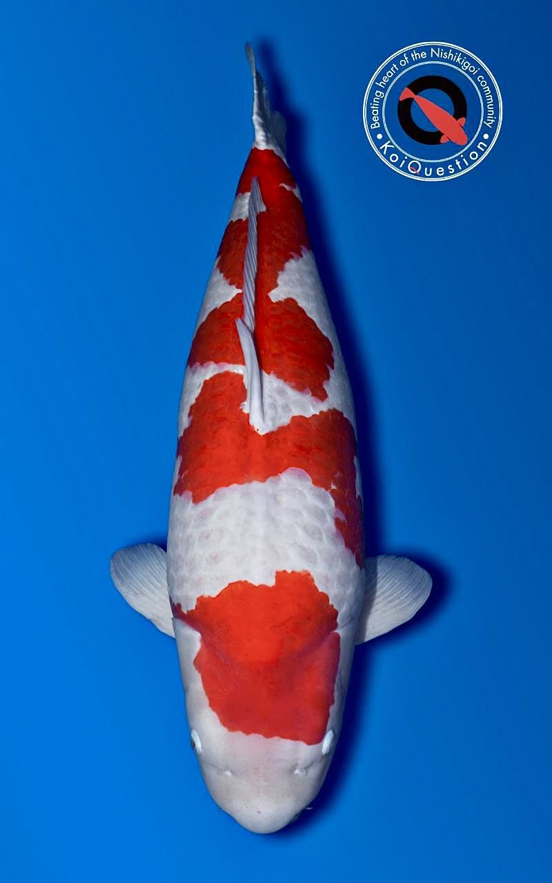 Grand Champion A - Kohaku