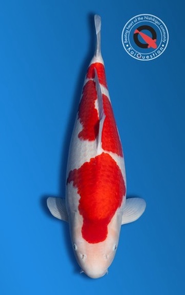 Grand Champion A - Kohaku
